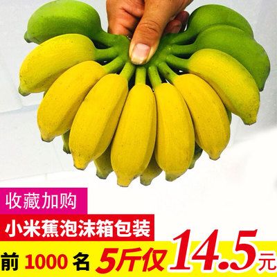 广西小米蕉5斤新鲜香蕉水果banana批发非海南芭蕉香蕉新鲜皇帝焦